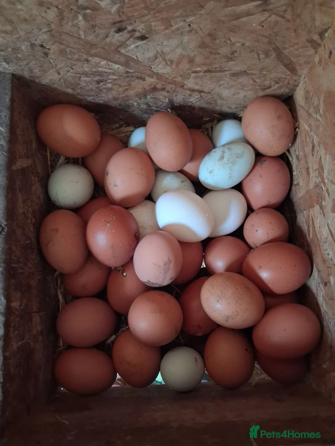 Chickens poultry for sale: Point of lay various breeds - Advert 3