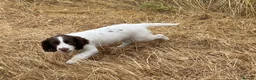 English Springer Spaniel dogs for sale: Lovely Little Lady - Advert 4