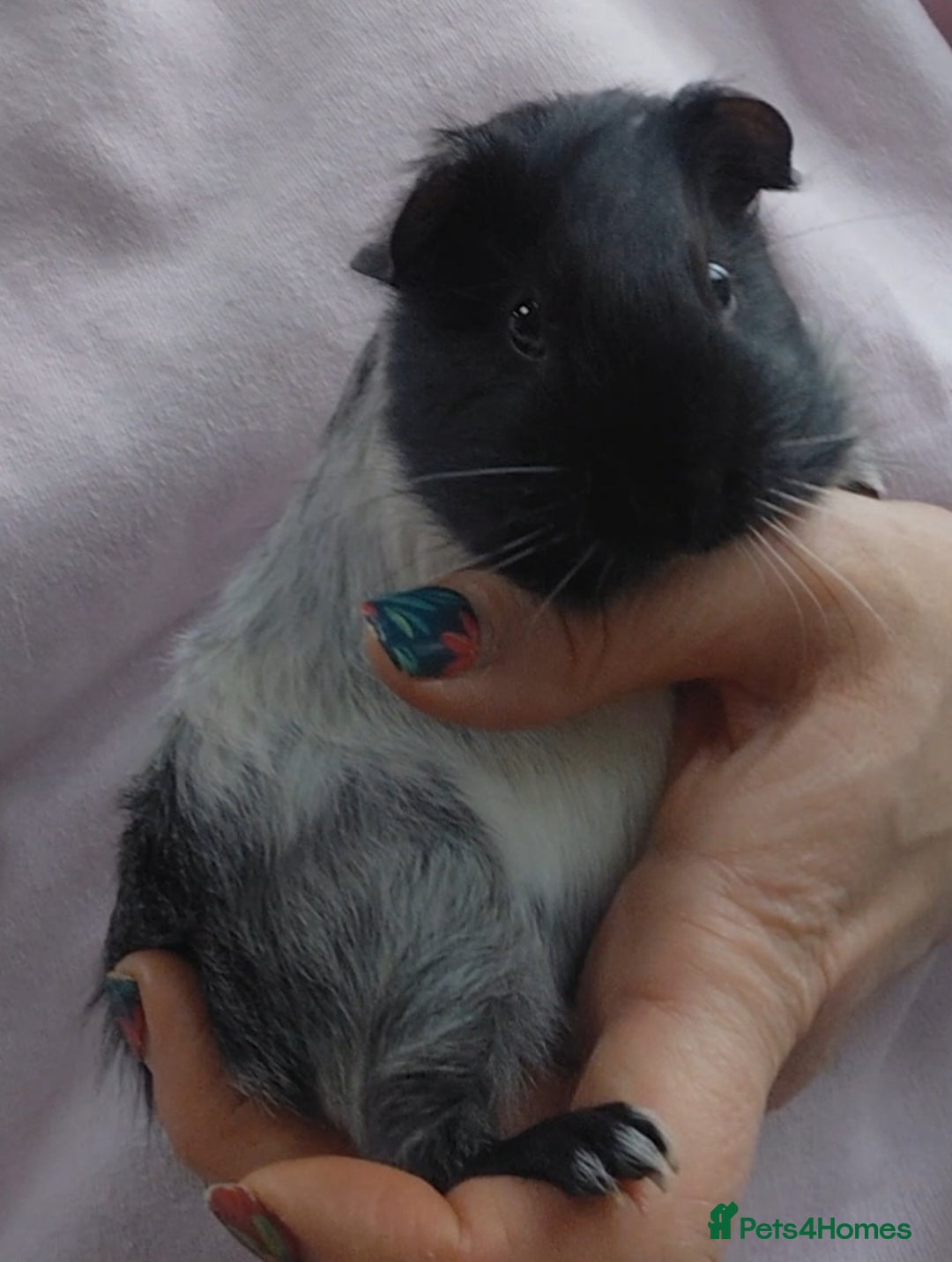Guinea Pig rodents for sale: 3 male baby piggies for sale - Advert 14