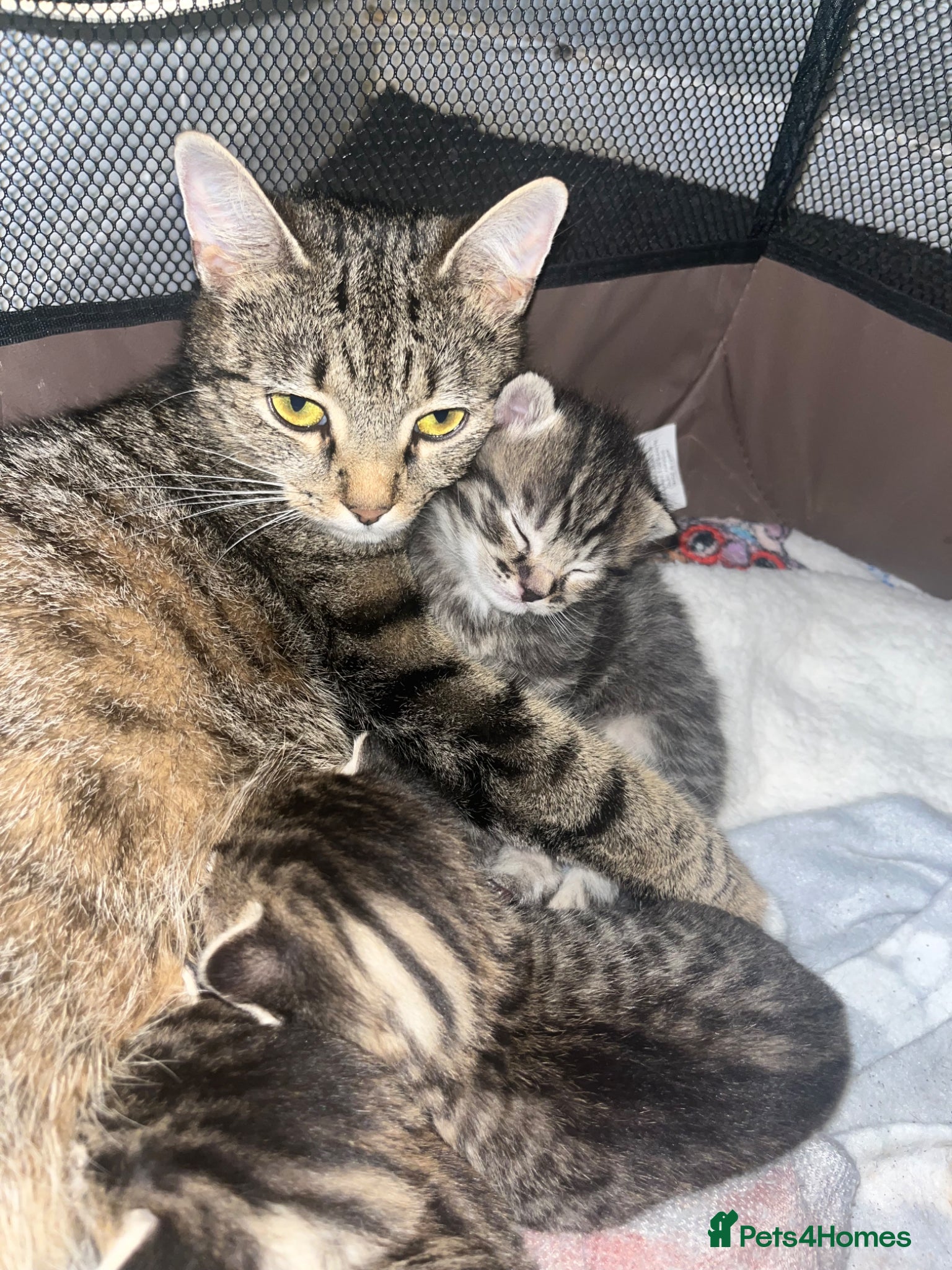 Mixed Breed cats 2 kittens ready from 10/05/26 - Advert 2