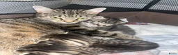 Mixed Breed cats for sale: 2 kittens ready from 10/05/26 in Milton Keynes - Advert 1