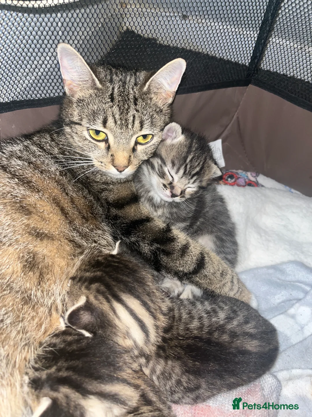 Mixed Breed cats for sale: 2 kittens ready from 10/05/26 in Milton Keynes - Advert 1