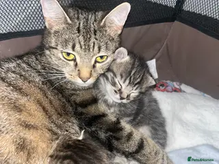 Mixed Breed cats 2 kittens ready from 10/05/26 - Advert 2