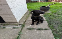 Mixed Breed dogs for sale: Mastador - Image 5