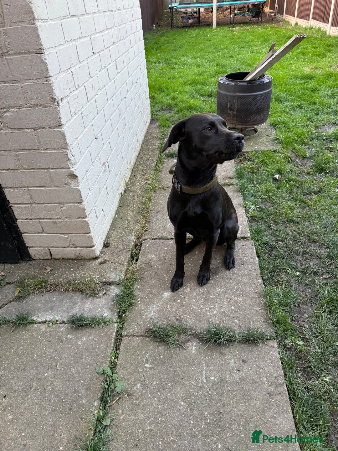 Mixed Breed dogs for sale: Mastador - Image 5