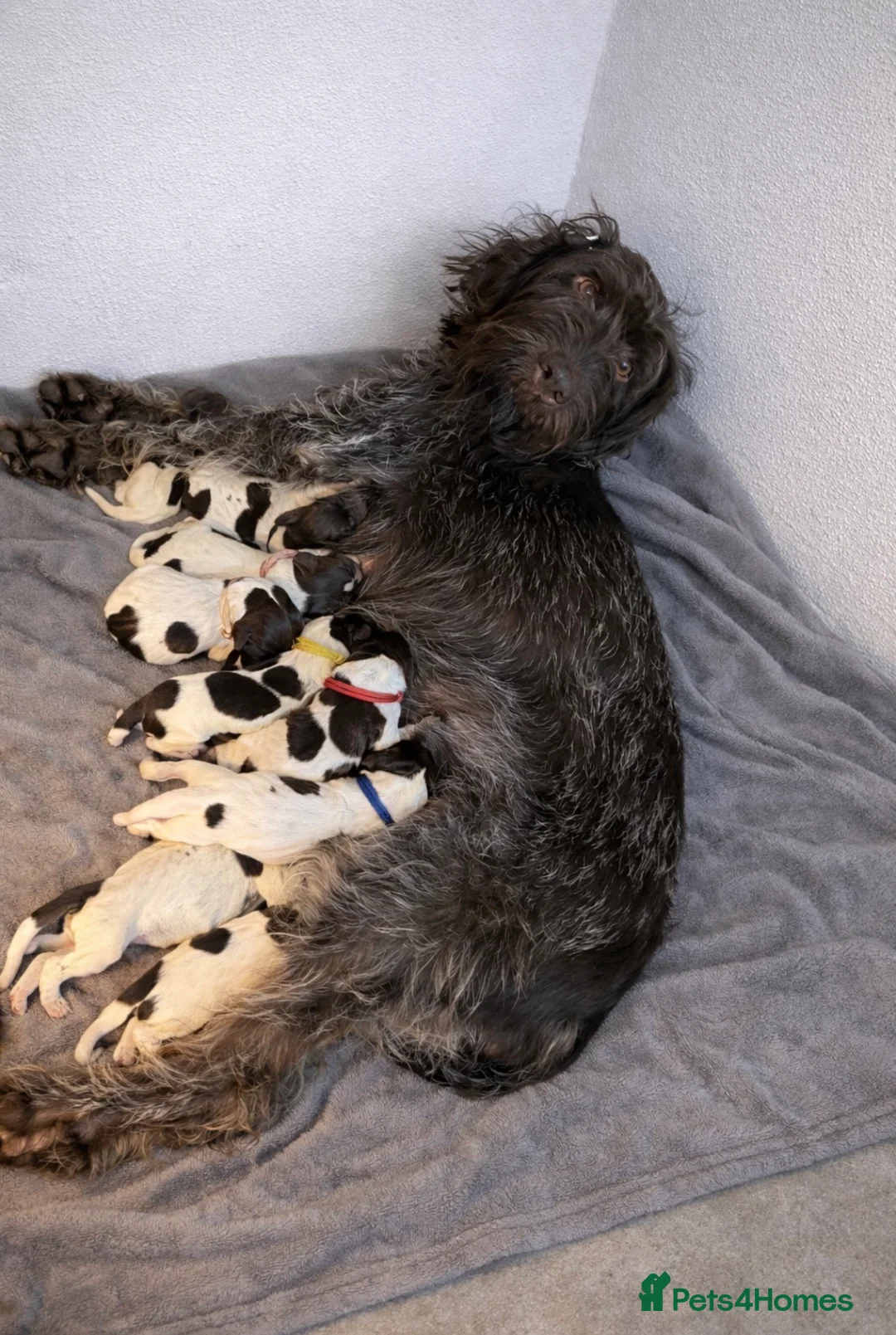 German Wirehaired Pointer dogs for sale: Gorgeous German Wire Haired Pointer Pups - Advert 1