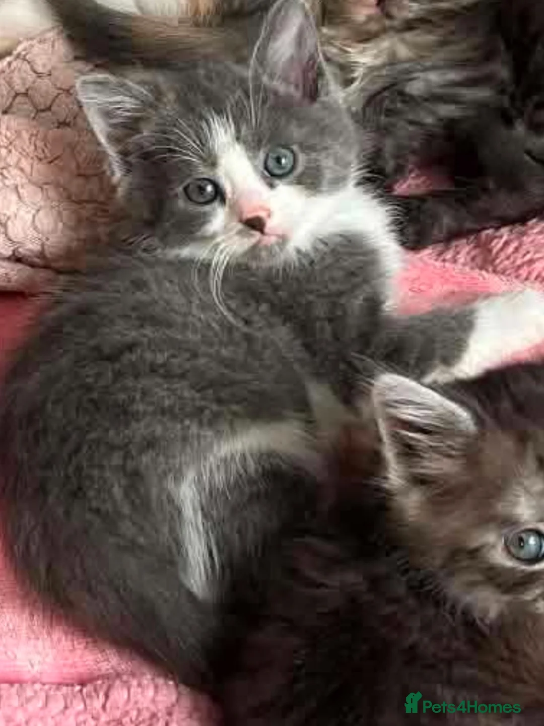 Maine Coon cats for sale: Maincoon - Advert 9