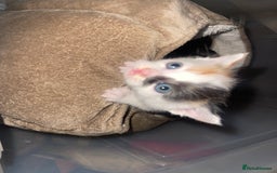 Mixed Breed cats for sale: Kitten’s for sale - Image 12