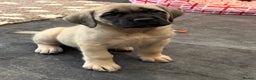 Mastiff dogs for sale: 8 week old kc reg English Mastiff female puppy - Advert 1