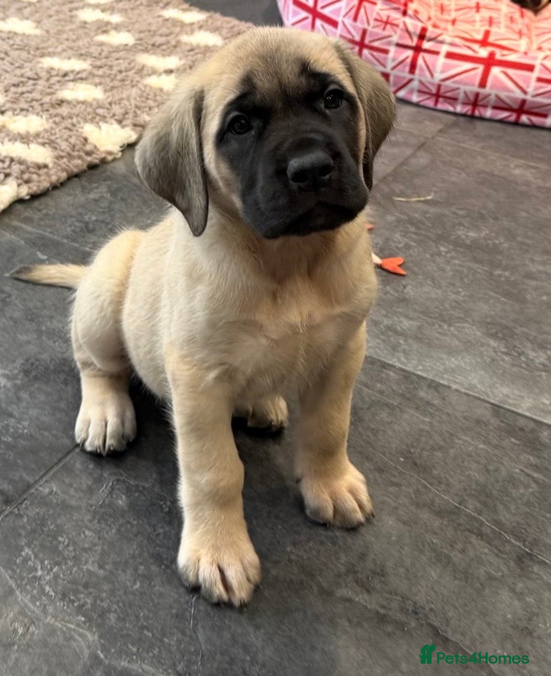 Mastiff dogs for sale: 8 week old kc reg English Mastiff female puppy - Advert 1