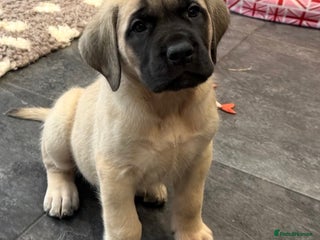Mastiff dogs 8 week old kc reg English Mastiff female puppy - Advert 1