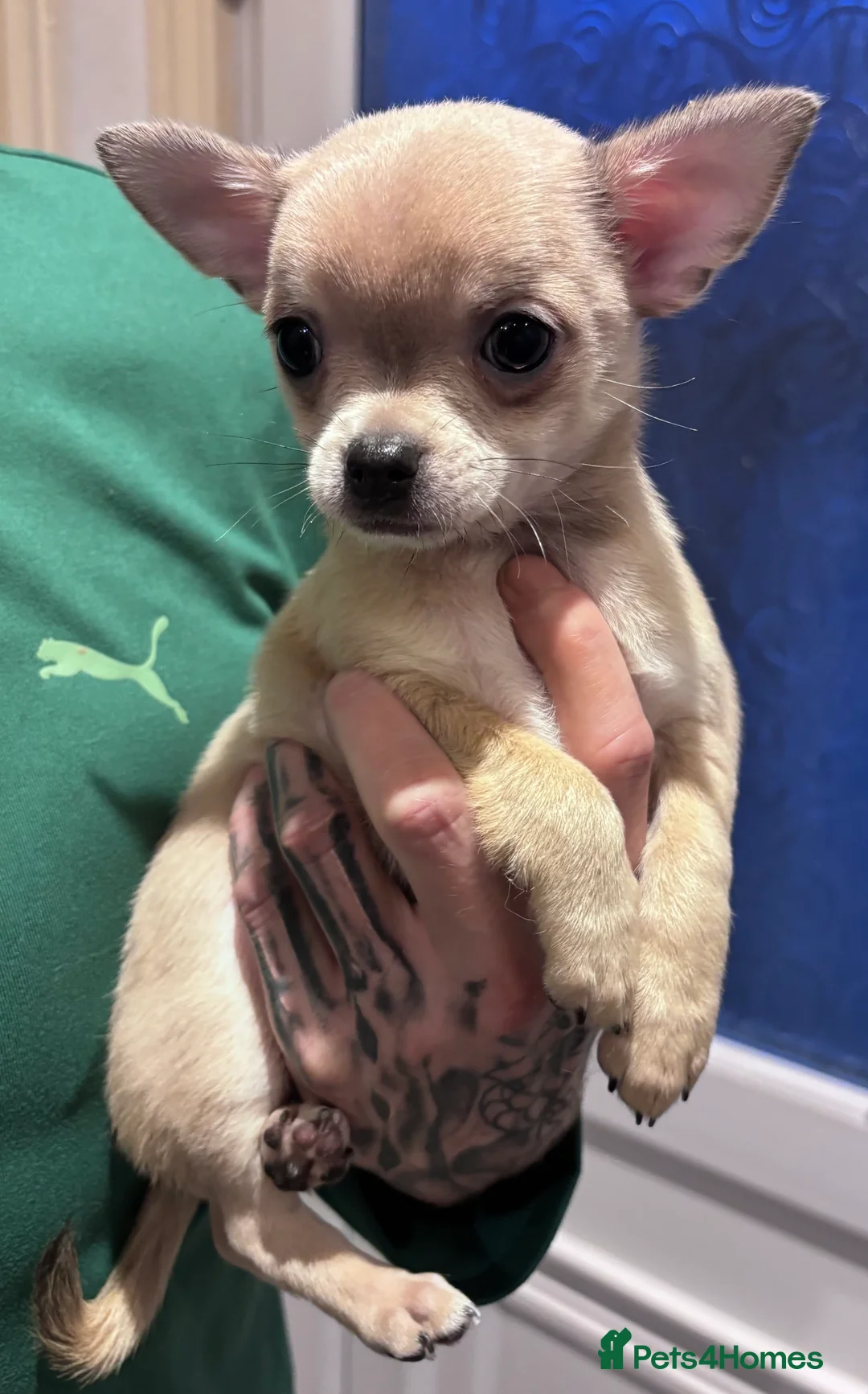 Chihuahua dogs for sale: Last boy KC REG chihuahua Champ/russian READY NOW - Advert 36