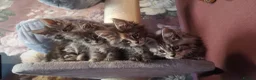 Maine Coon cats for sale: TICA/ POLY/ HEALTH CHECKED Maine Coons - Advert 2