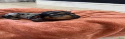 Miniature Dachshund dogs for sale: Champion line miniature dachshunds KC REG PRACLEAR - Advert 21