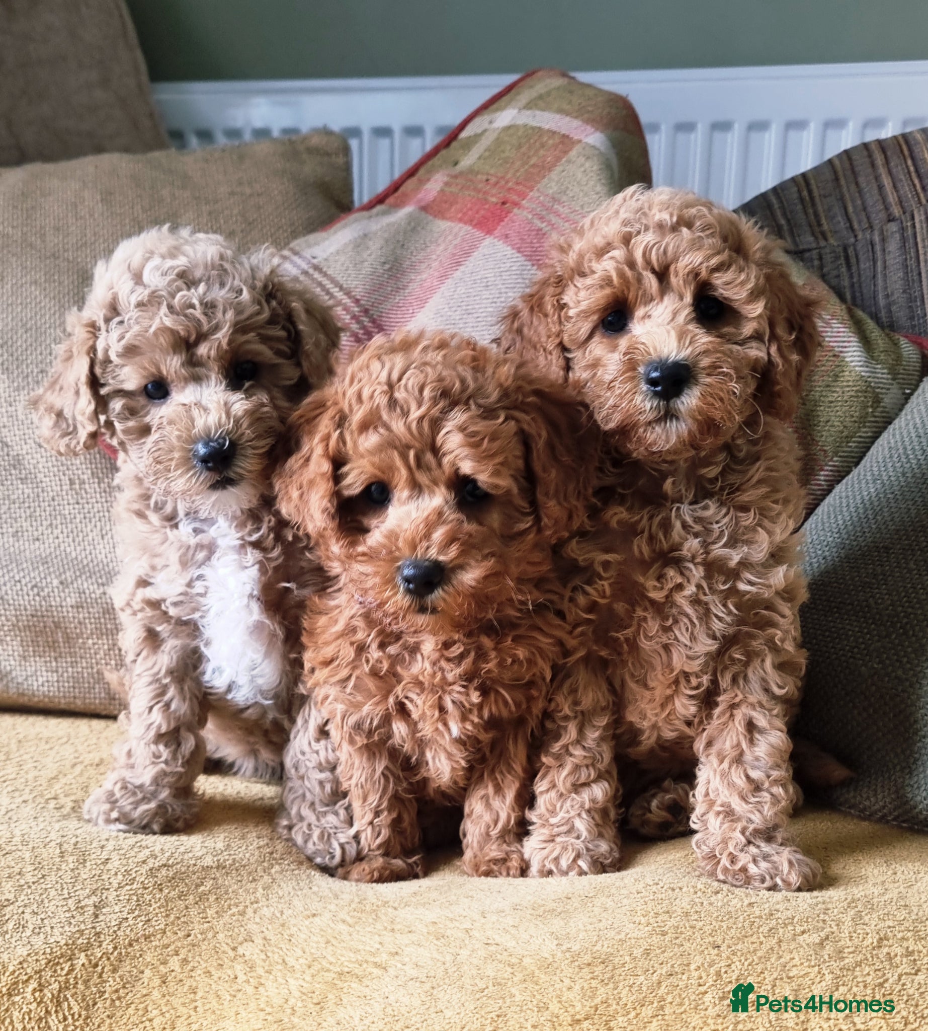 Maltipoo dogs 🐶READY 4 FUREVER HOMES🏡 Hypoallergenic Maltipoo - Advert 8