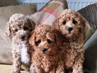 Maltipoo dogs 🐶READY 4 FUREVER HOMES🏡 Hypoallergenic Maltipoo - Advert 8