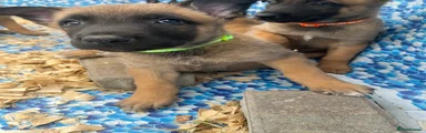 Belgian Shepherd Dog Puppy 2
