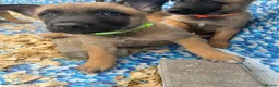 Belgian Shepherd Dog dogs for sale: Confident Mali Pups  **   ‼️ - Advert 22