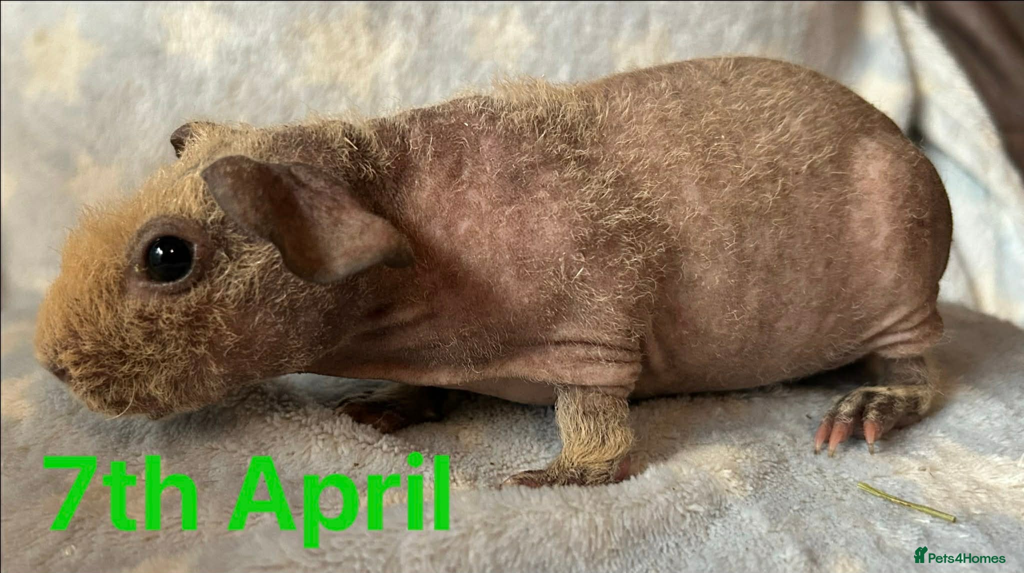 Guinea Pig rodents Skinny Pig Boars. - Advert 1