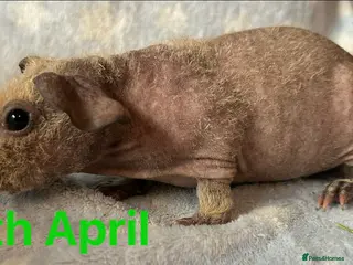 Guinea Pig rodents Skinny Pig Boars. - Advert 1