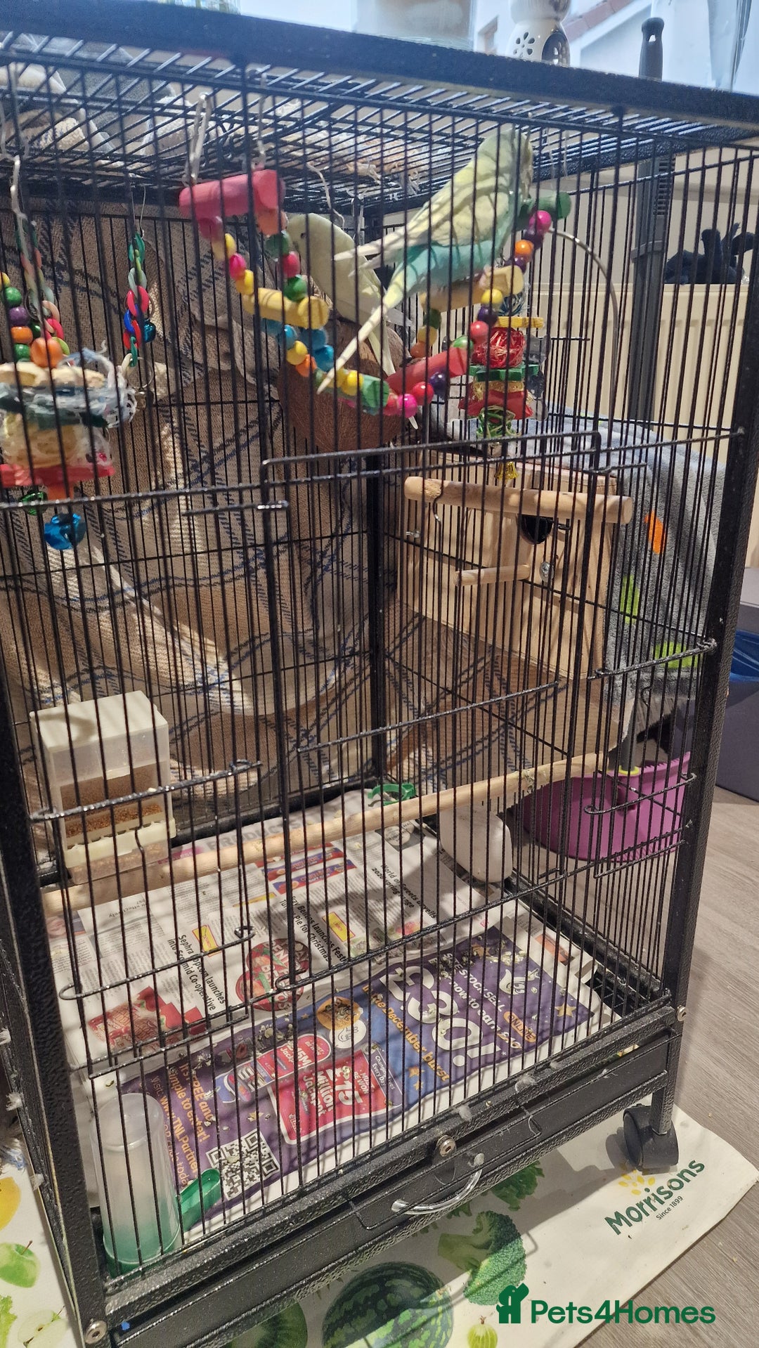 Budgerigars birds for sale: 2 Male Female Breeding Pair Budgies - Advert 2