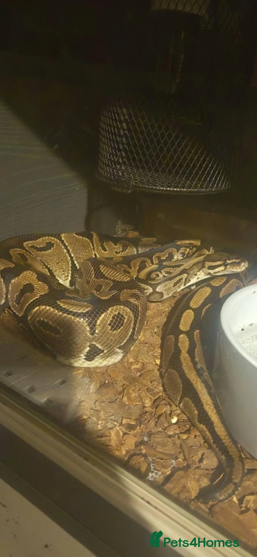 Python Snake reptiles for sale: Jim- Mojave/normal Male - Advert 2