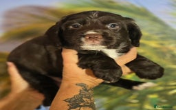 Sprocker dogs for sale: SPROKER- last boy from litter of 4(2 girls 2 boys) - Image 5