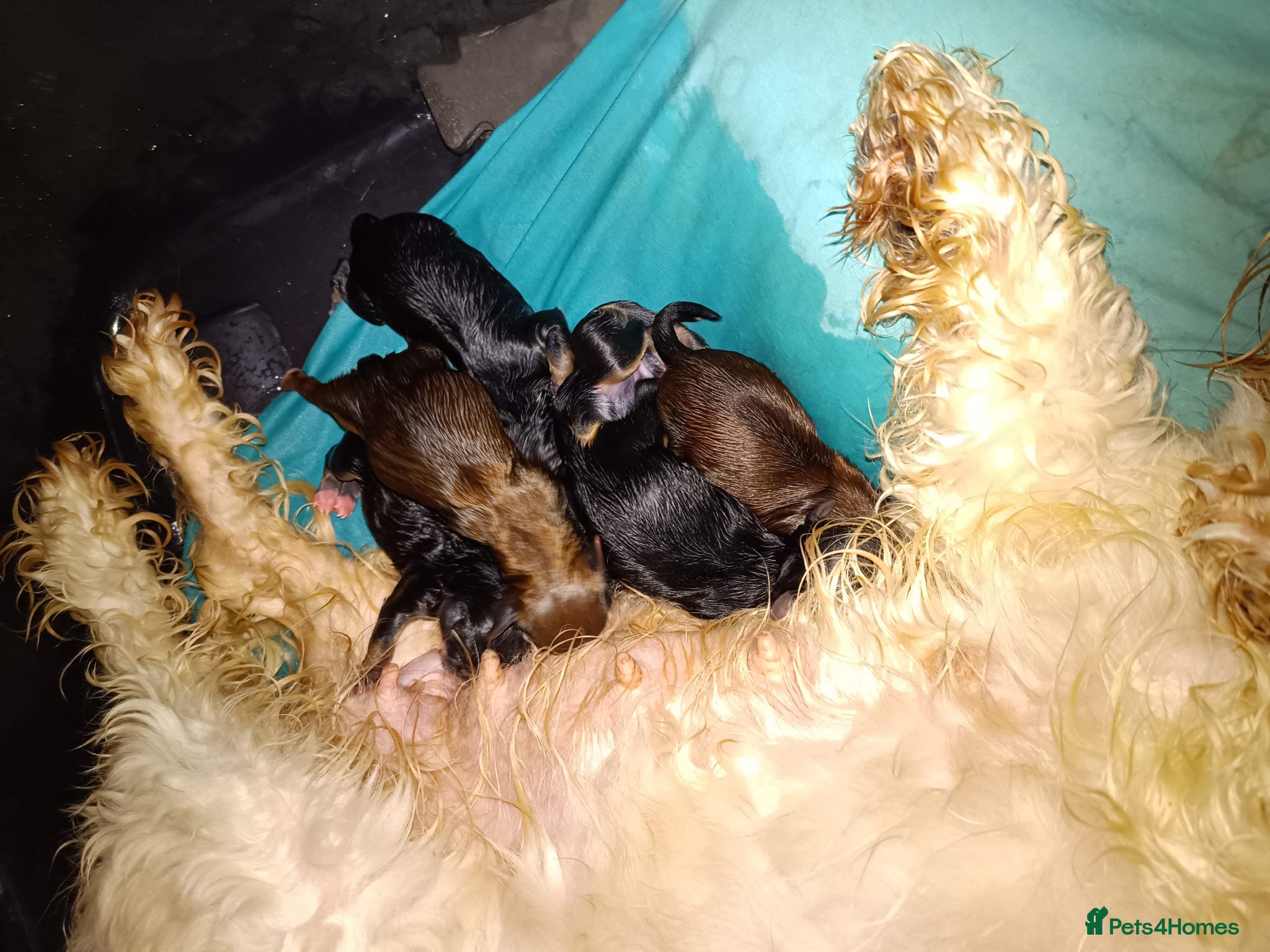 Yochon dogs Yochon puppies - Advert 4