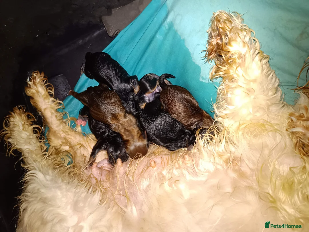 Yochon dogs for sale: Yochon puppies in Chatham - Advert 1