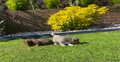 Jack Russell dogs - Advert 10