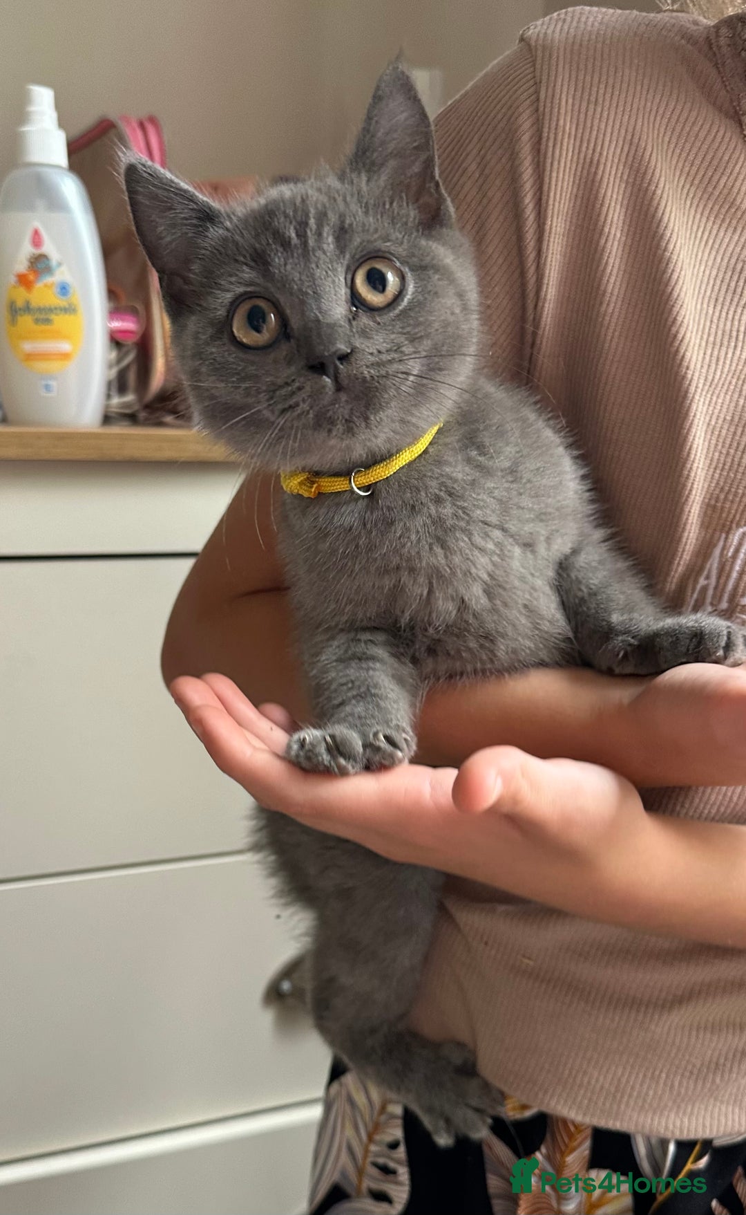 British Shorthair cats for sale: LAST MALE British shorthair kitten ready now in Sleaford - Image 12