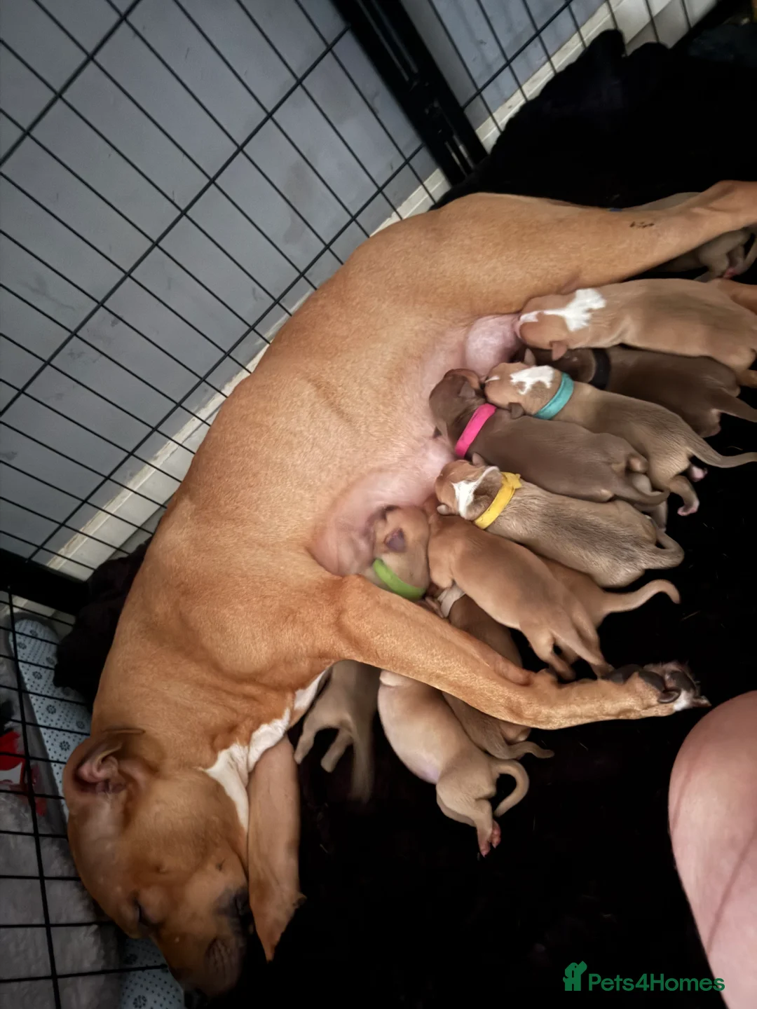 Mixed Breed dogs for sale: Bully breed puppies - Advert 6
