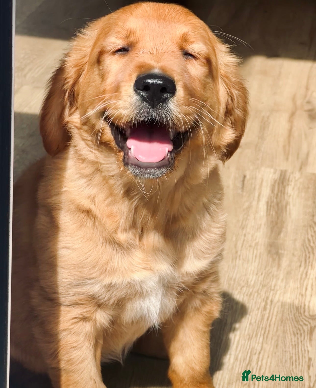 Golden Retriever dogs Beautiful Golden retriever puppies - Advert 16