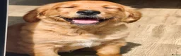Golden Retriever dogs for sale: Beautiful Golden retriever puppies - Advert 1