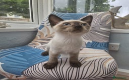 Snowshoe cats for sale:  pedigree Tica reg  snowshoes ready now - Image 12