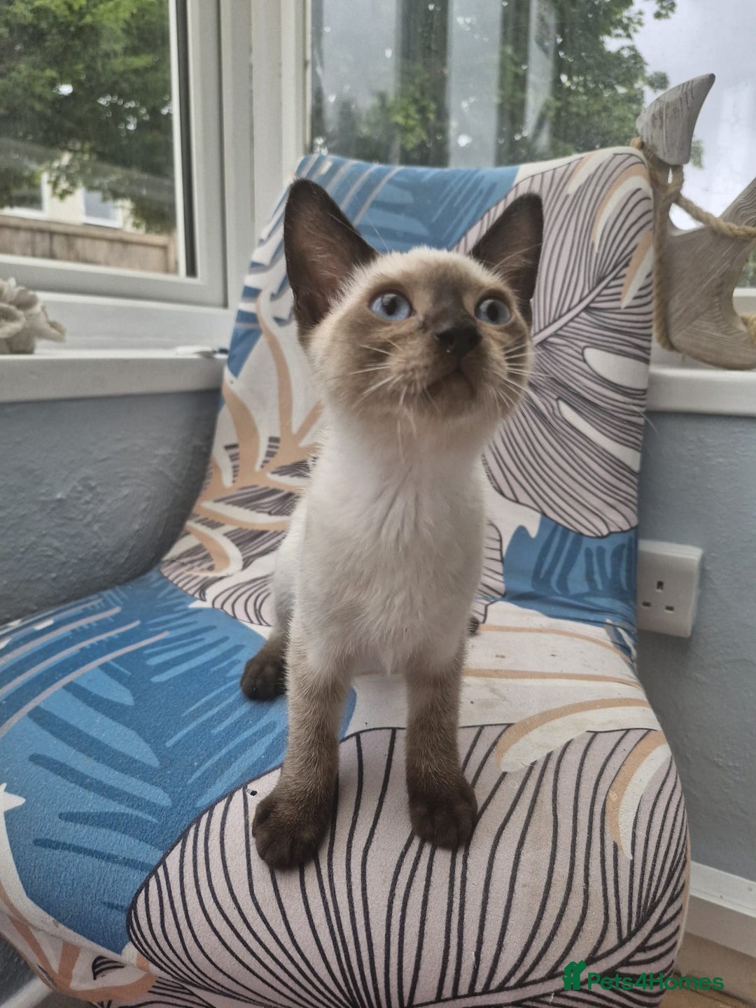 Snowshoe cats for sale:  pedigree Tica reg  snowshoes ready now - Image 12