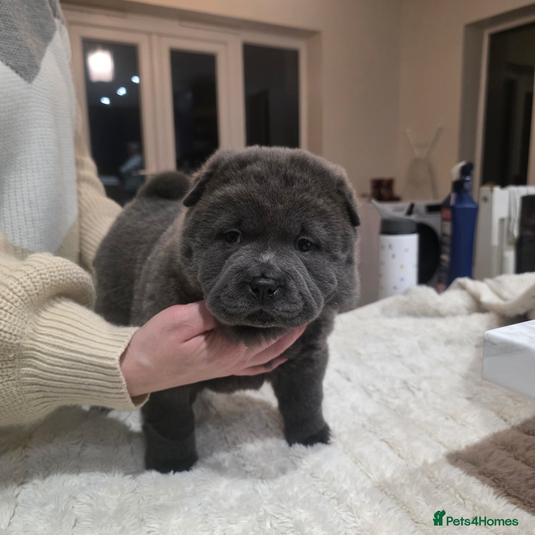 Chow Chow dogs for sale: 7 beautiful chow chow  - Advert 20