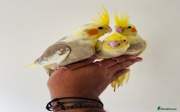 Cockatiels birds for sale: Hand reared cockatiels for sale  - Image 2