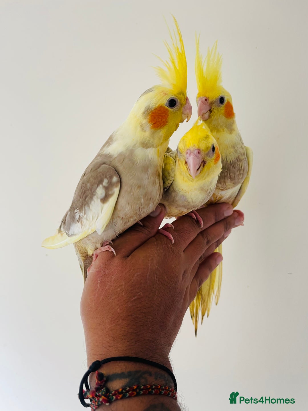 Cockatiels birds for sale: Hand reared cockatiels for sale  - Image 2