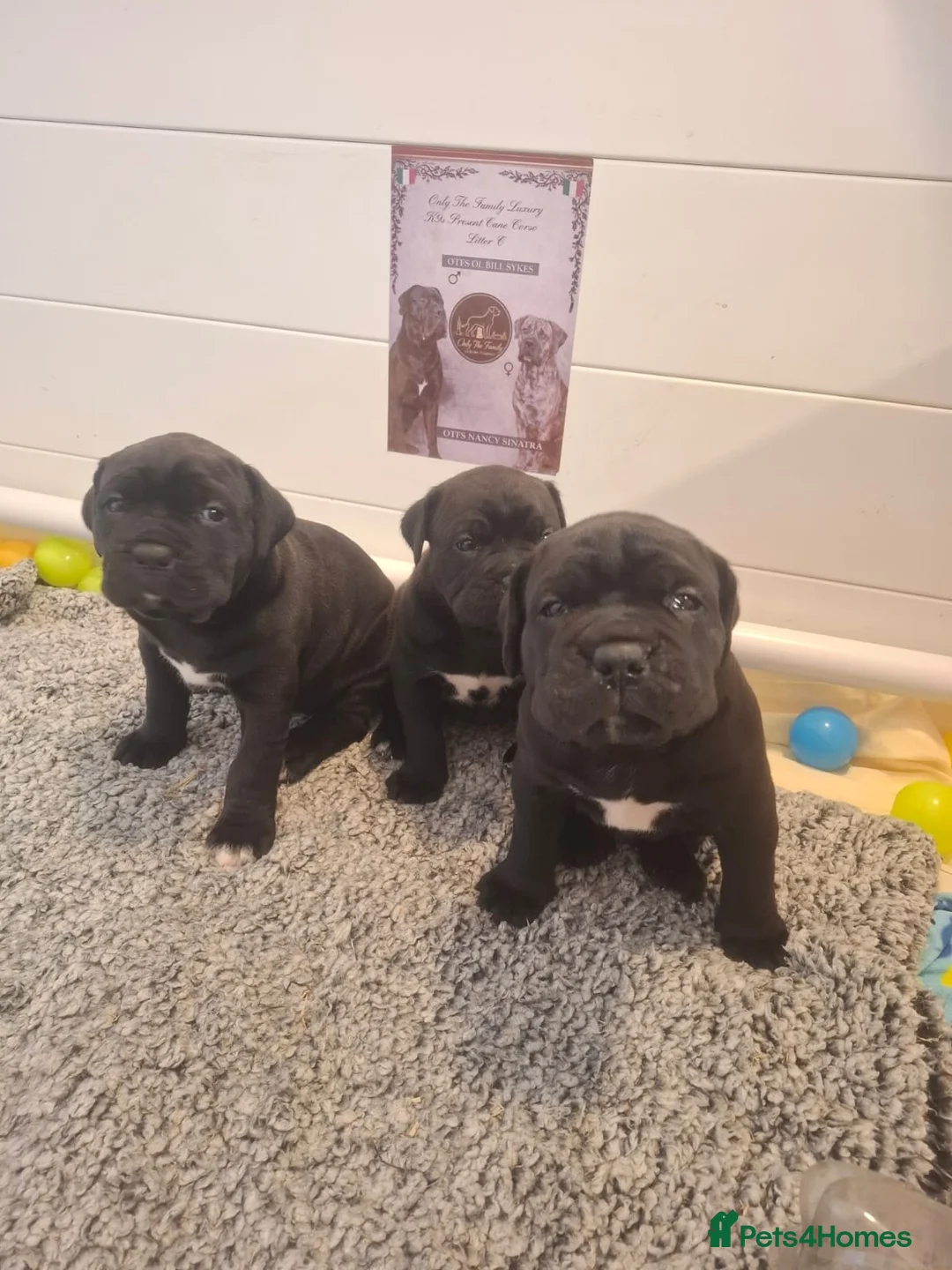 Cane Corso dogs for sale: CANE CORSO PUPPIES - Advert 2