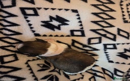 Shih Tzu dogs for sale: 5 stunning kc registered shih tzu pups - Image 10