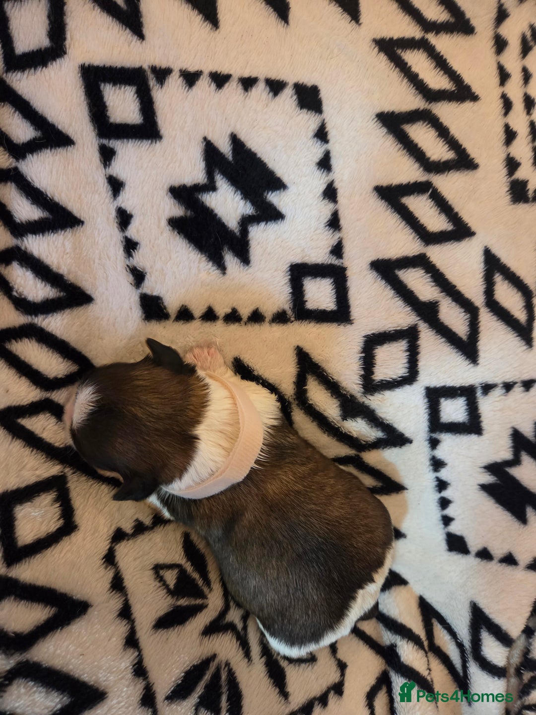 Shih Tzu dogs for sale: 5 stunning kc registered shih tzu pups - Image 10