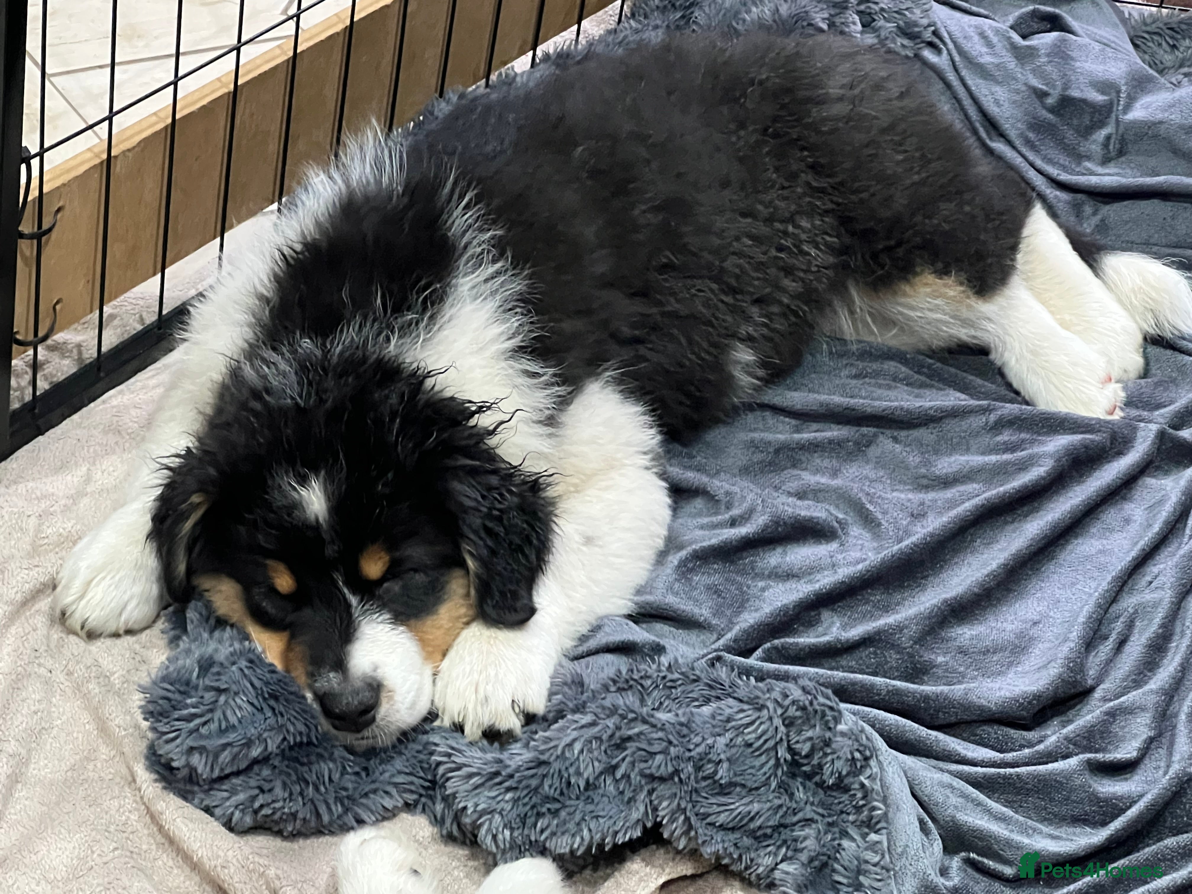 Australian Shepherd dogs for sale: Australian shepherd puppies - Advert 9