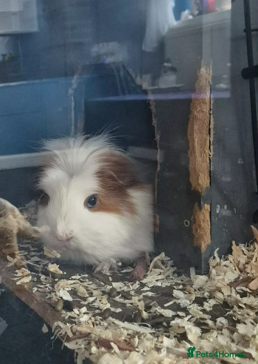 Guinea Pig rodents for sale: 2 guinnea pigs with cage  - Advert 2