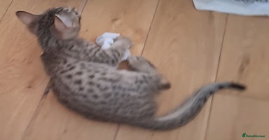 Savannah cats - Advert 3