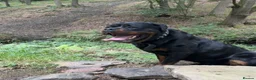 Rottweiler dogs for sale: Beautiful Chunky Rottweiler Puppies Now Here  - Advert 12