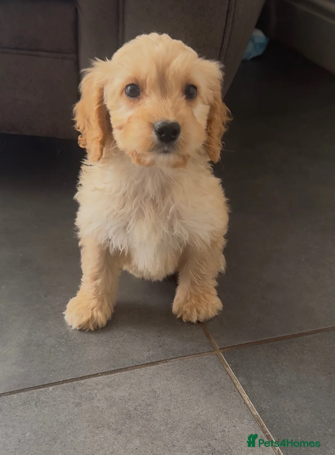 Cockapoo dogs for sale: *LAST 2 GIRLS* gorgeous cockapoos  - Advert 1