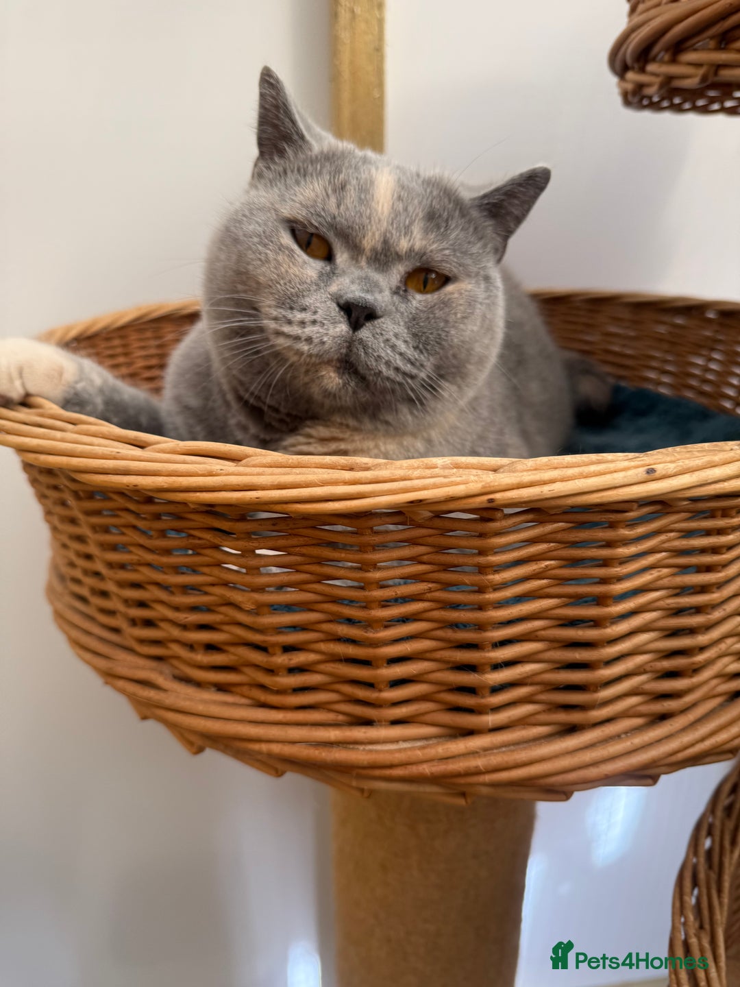 British Shorthair cats for sale: British Shorthair Adult  - Image 1