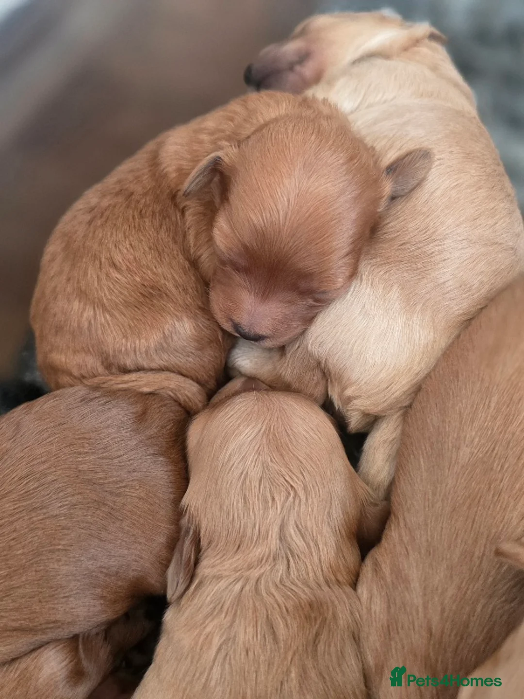 Cavapoo dogs for sale: F1B Toy Cavapoo Puppies - Advert 7