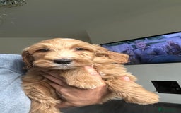 Goldendoodle dogs for sale: STUNNING GOLDEN DOODLES READY NOW - Image 27